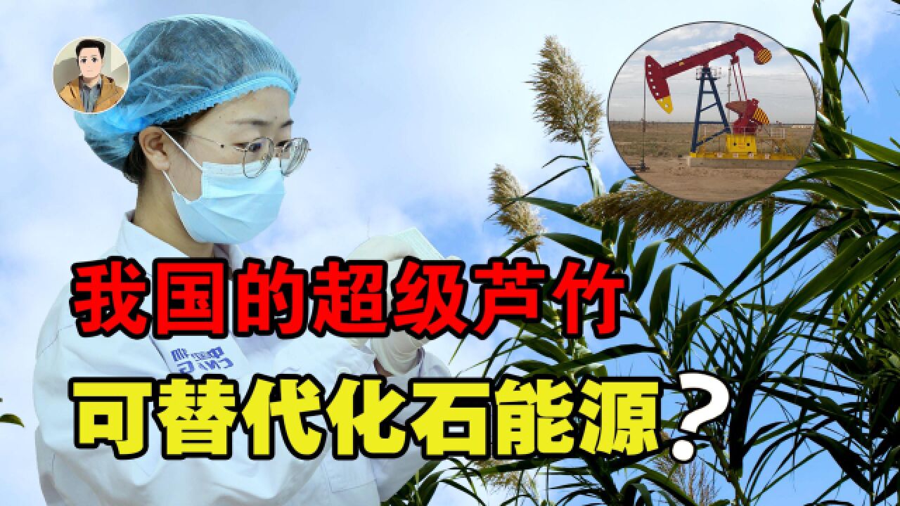 引发第四次能源革命!中国超级芦竹面世,可替代化石能源?