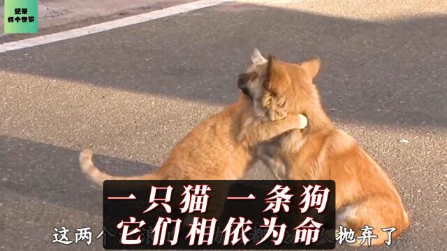 一只猫 一条狗,它们相依为命