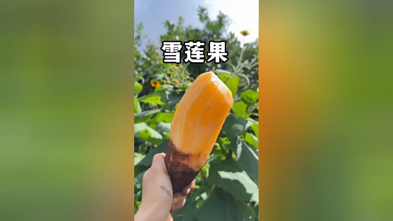 雪莲果被誉为“地下水果之王”,它到底是种什么样的植物呢