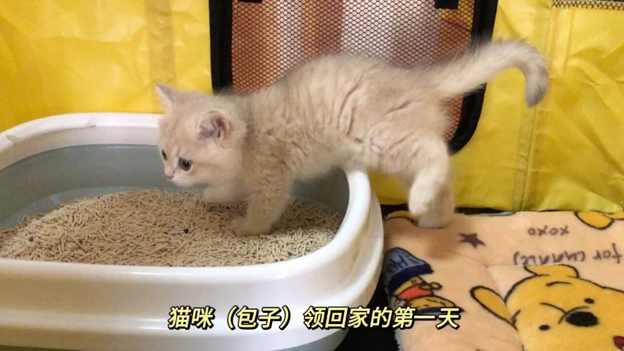 小奶猫包子领回家的第一天,看它蹑手蹑脚的样子太可爱了吧