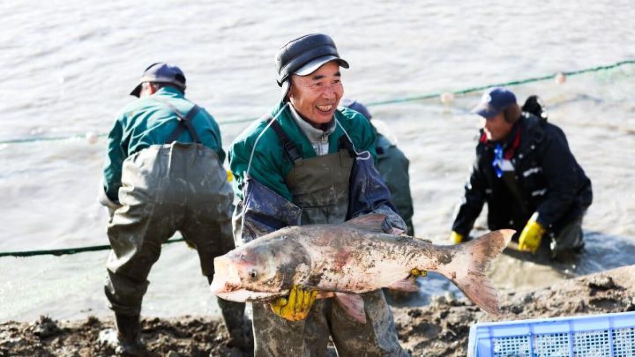 收获2000斤!浙大国际校区师生共同开网捕鱼迎新年