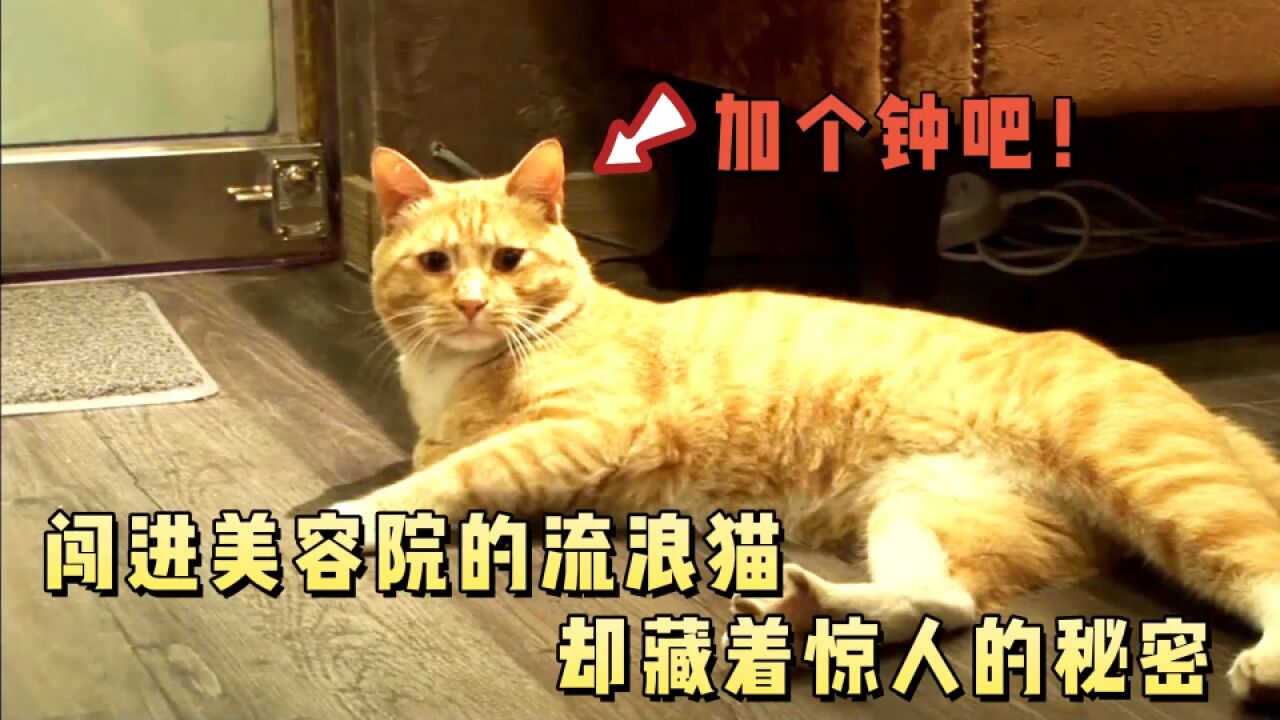 流浪猫闯进美容店,不仅享受免费按摩还蹭饭,最后成了“快递猫”