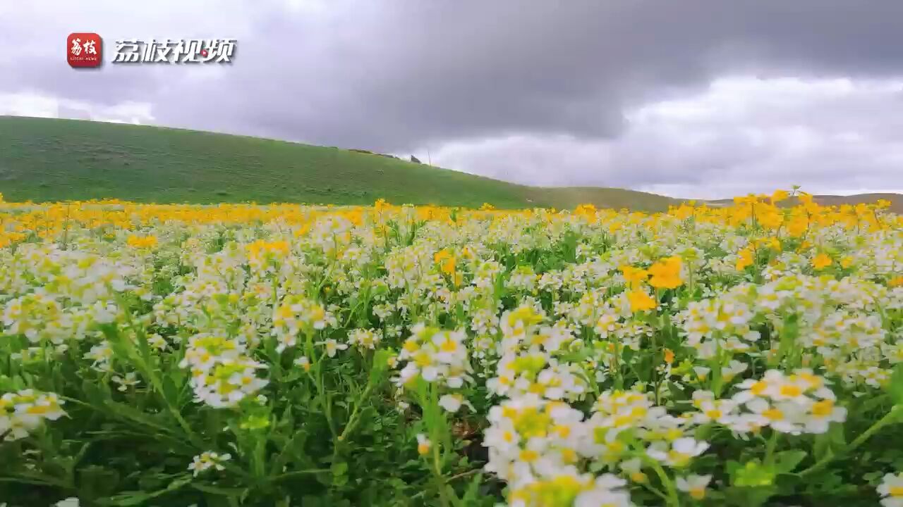 灿烂耀眼!新疆特克斯野花开满山坡好似铺上地毯