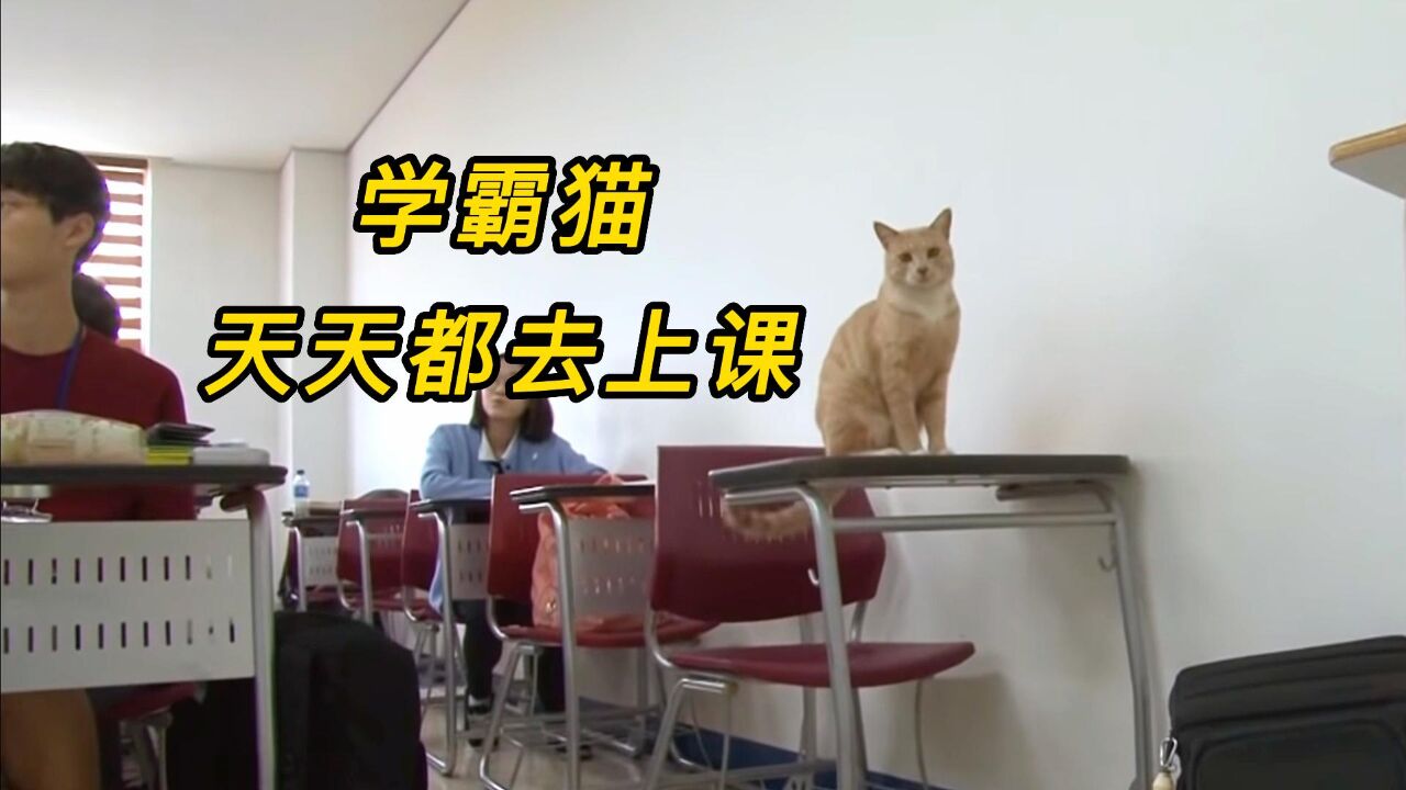 校园流浪猫竟是学霸,每天都要去上课,进修五年成为猫学长