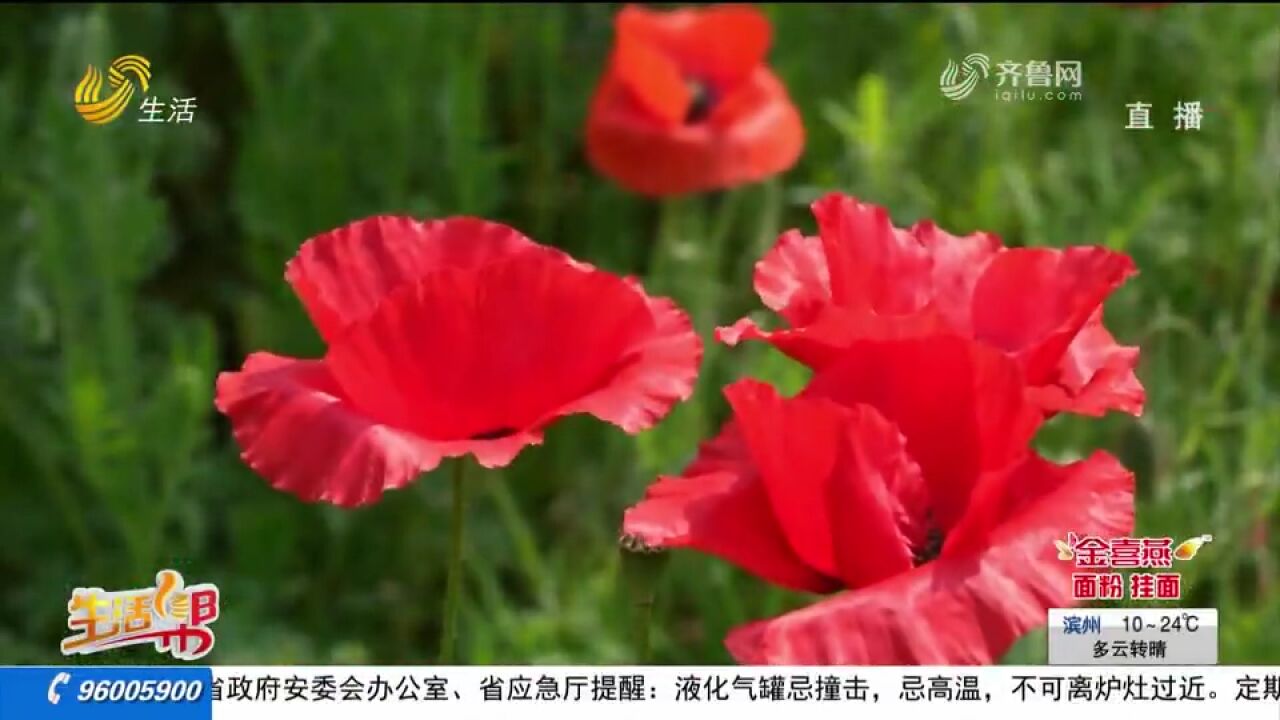 菏泽定陶:200余亩虞美人盛开,浪漫花海火红热烈,快来养养眼