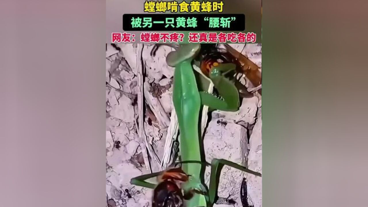 螳螂啃食黄蜂时,被另一只黄蜂“腰斩”