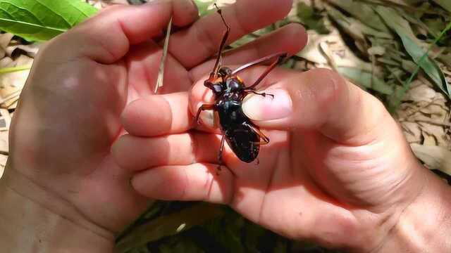 竹林里捉笋子虫视频