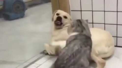 这是我看见混到最差的狗，居然被喵星人一顿扒拉，太逗了！