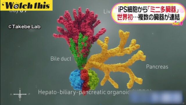 日本IPS细胞研究获得新突破:首次培育形成迷你多器官