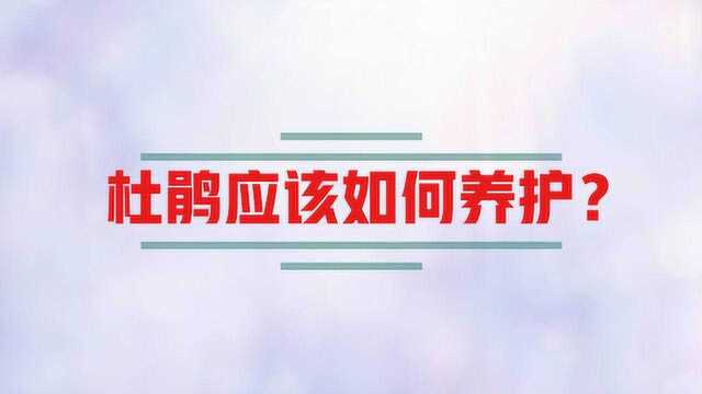 杜鹃花应该如何养护呢?