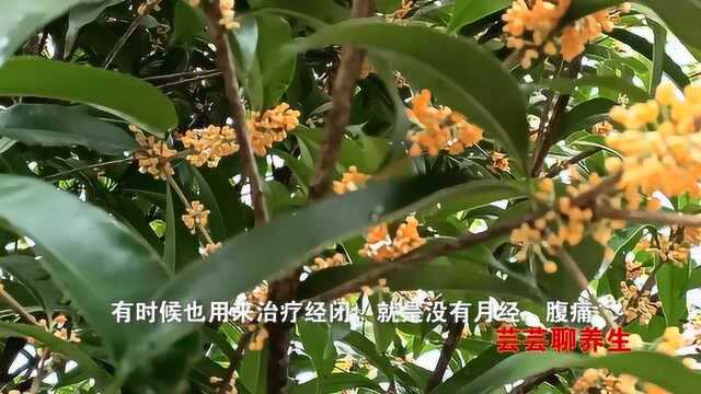 十月桂花遍地开,桂花以茶入药时,可散寒破结、化痰止咳