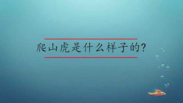 爬山虎是什么样子的?