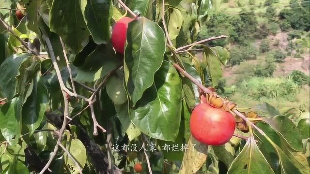 福建高山红柿无人摘 只能熟透掉地上