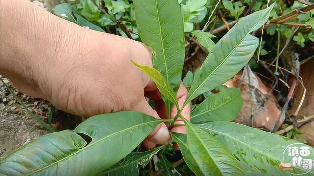 农村稀有植物,叶子超级的漂亮,浑身都是宝,这些用途你了解了吗