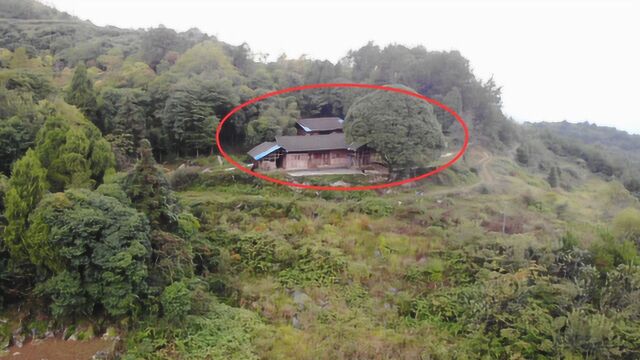 贵州大山深处的人家,与世无争的隐居在山里,过着养牛放羊的生活