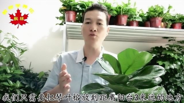 琴叶榕,养护知识,详解干货,大总结