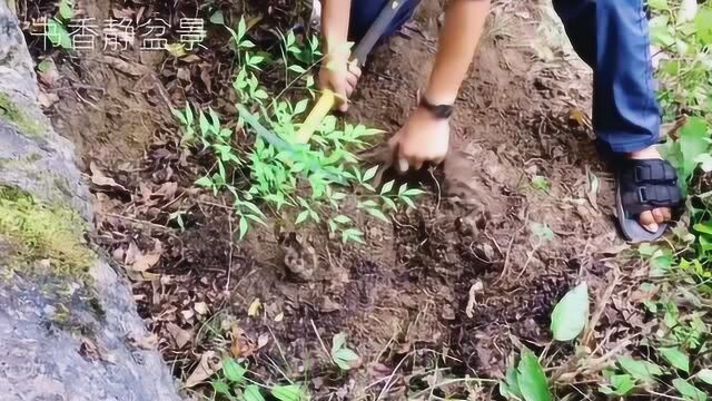 大山里发现一棵药材南天竹素材,矮霸造型,挖出来制作好看的盆景