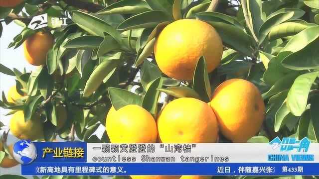 浙江电视台《今日长三角》第433期三门县第二届柑桔节成功举办