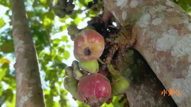 水果传:木瓜榕果实甜美多汁,蜜糖般的果胶入口即化,有千百粒细小的果实