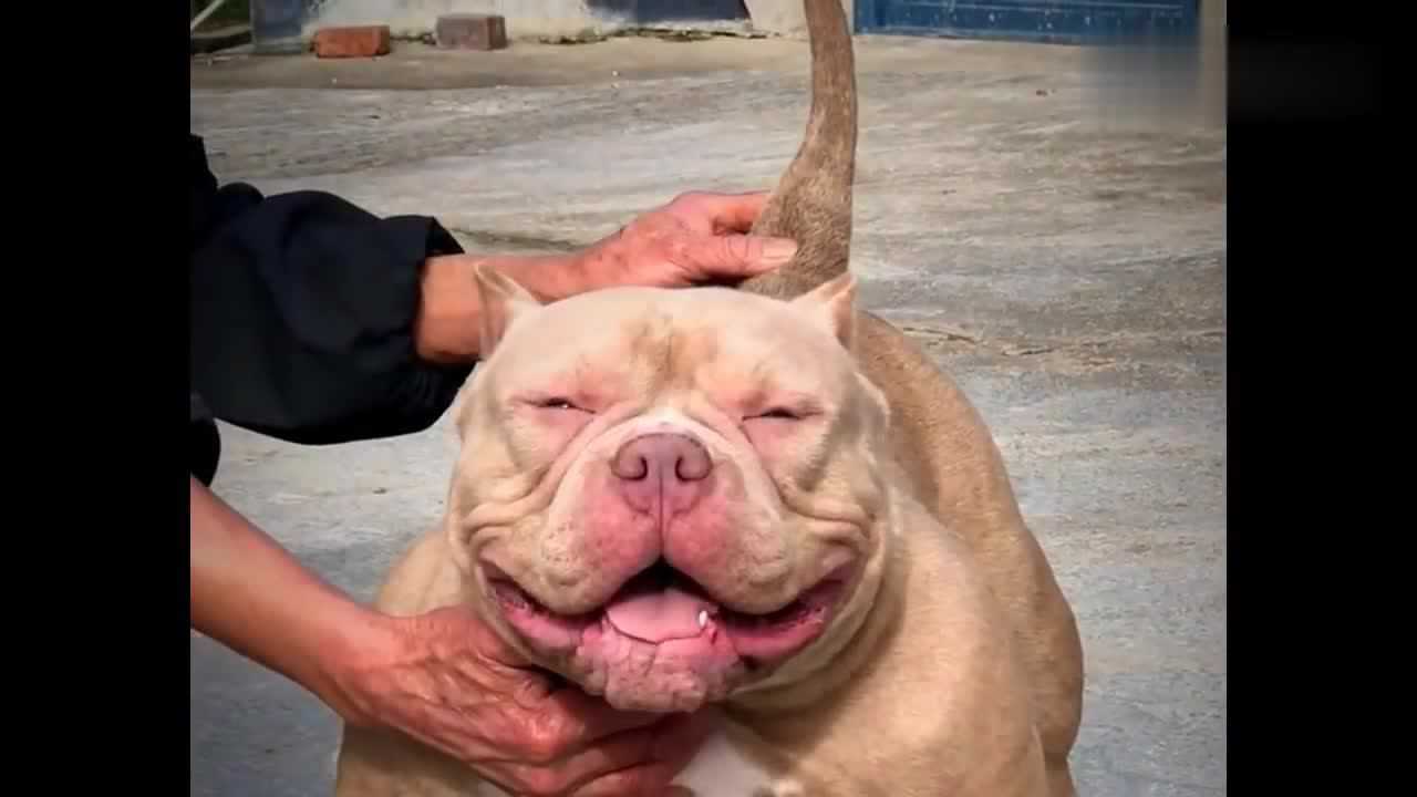 恶霸犬真是一个憨货每次笑起来都是傻傻的一副人畜无害的样子