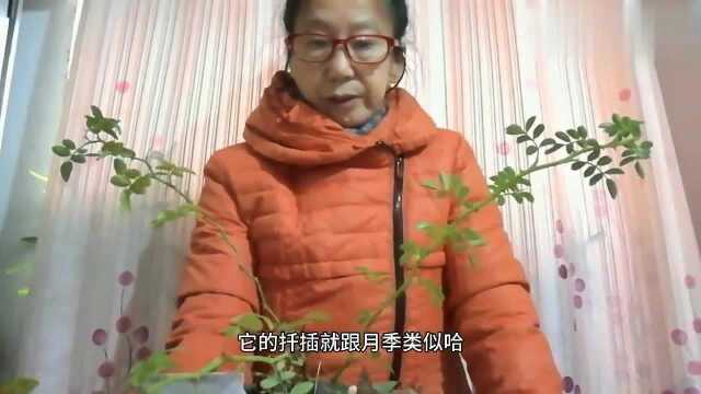 给大家介绍一种爬藤植物的扦插和种植技术 估计大家都认识它