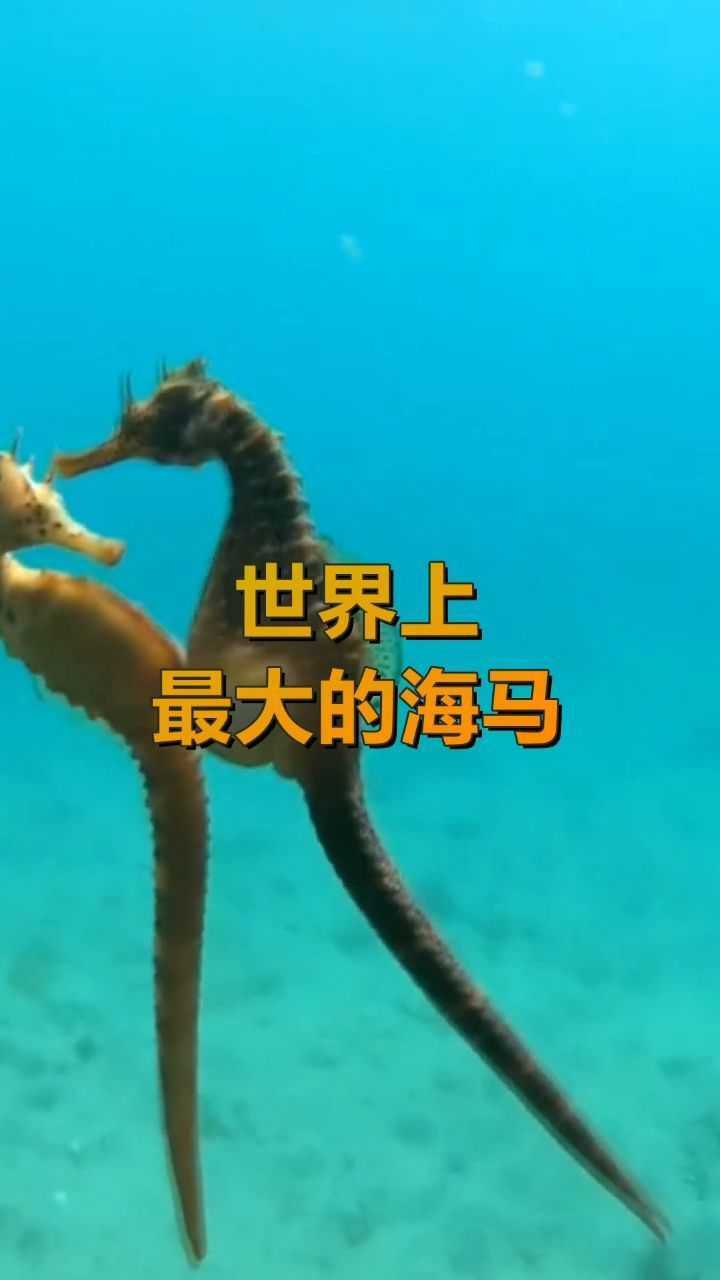 世界上最大的海马巨型海马长达034米网友这个好吃吗