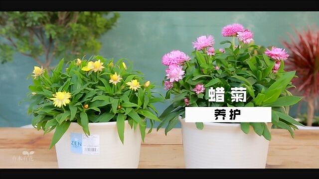 带你种植四季都能开花的菊花——蜡菊