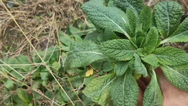 农村有一种叫蛤蟆皮的野草,现在越来越稀少了,你知道它的用途吗