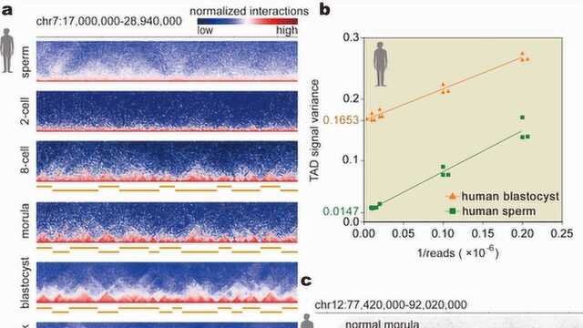 Nature 科学家揭示人类早期胚胎染色体结构动态