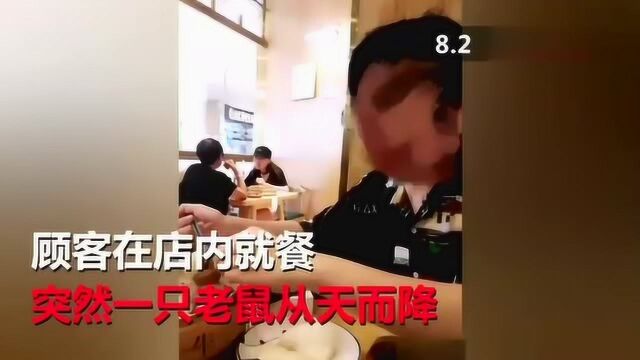 快餐店天降老鼠,食客恶心不已.真不知道这样的卫生条件是怎么开饭店的!