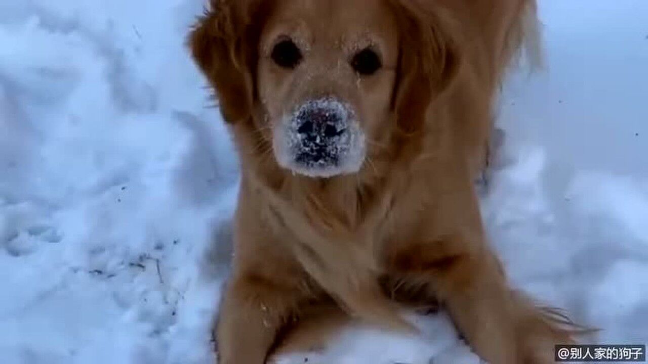 下大雪了,金毛在雪堆里玩,太可爱了