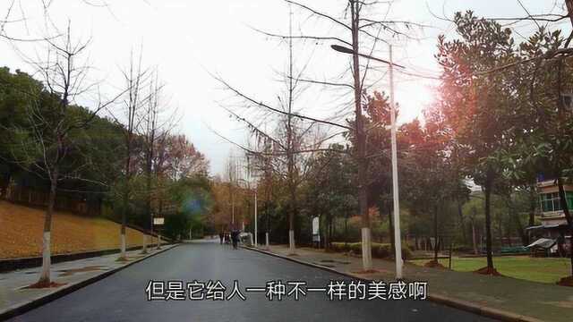 湖北黄石磁湖边的大学 冬天的校园风景 别有一番风味