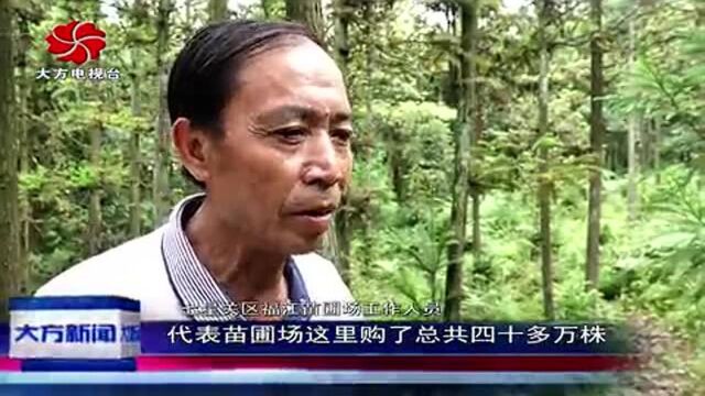 大方县对江镇龙场村发展林下产业助力脱贫攻坚!