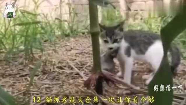 猫抓老鼠大合集一次让你看个够,小奶猫抓老鼠真的很凶悍啊