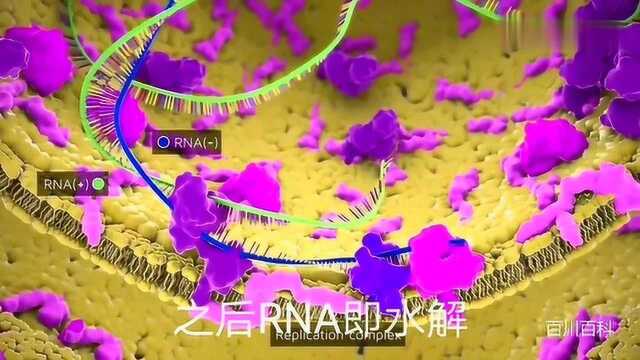 埃博拉和SARS等RNA病毒的本质是什么?如何完成自我复制的?