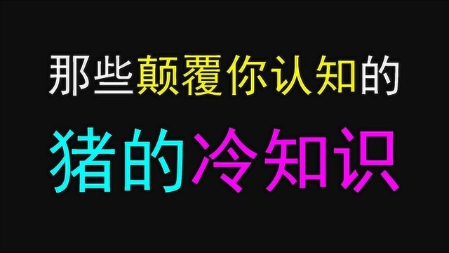 那些颠覆你认知的关于猪的冷知识