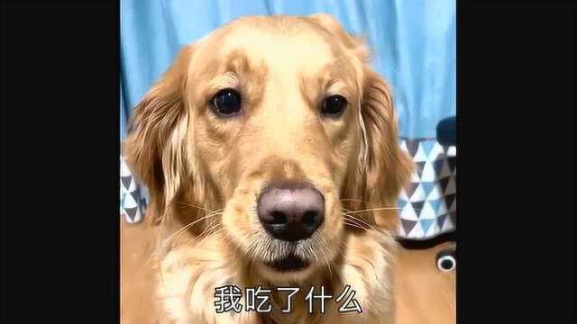 狗子第一次吃草莓,宛如猪八戒一样,表情包大秀!