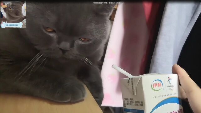 铲屎官给萌宠蓝猫牛奶喝,看看它什么反应