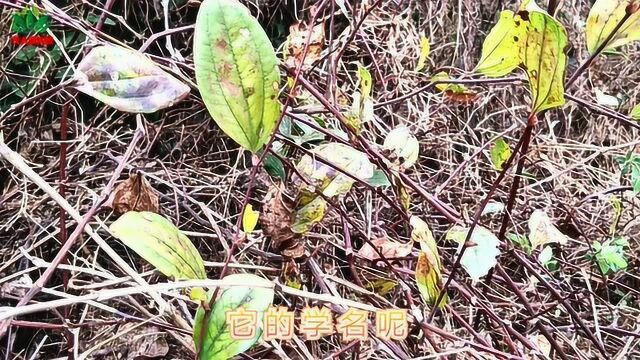 农民大叔上山找“金钢藤”,周身都是刺,但根茎有大用处