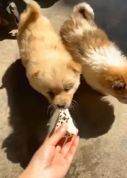 主人给两只小狗喂年糕吃，最后狗狗噎住了