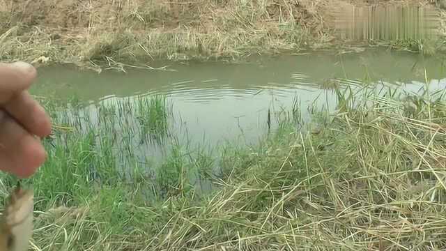 野钓有惊喜,用七星漂把正宗土鲶鱼钓上来