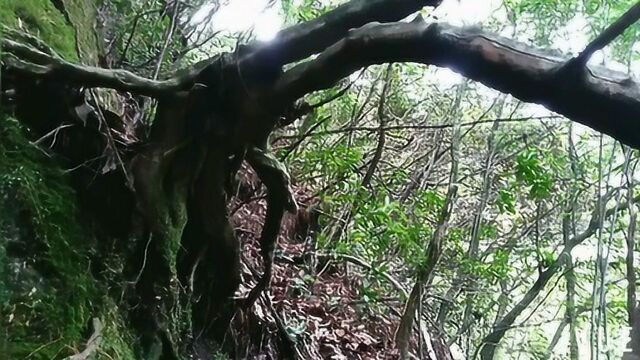 与佛子一起爬大理苍山佛顶峰,丛林深处坡太陡峭,我恐高他上去了