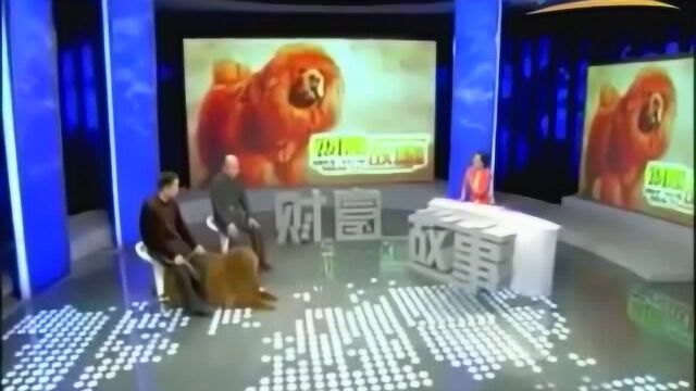 世界第一藏獒!3000万身价,体重为200斤堪称獒界奇迹靠配种身价过亿