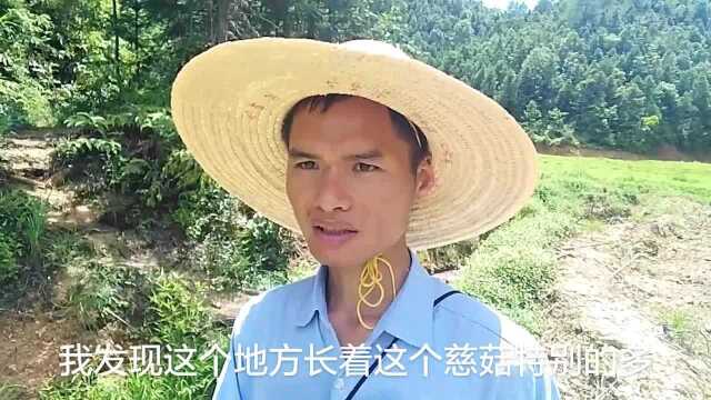 山里小溪边很多野生慈菇,生长的特别好,真的是意外的发现