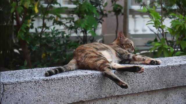 这里的猫咪不怕人!撸猫的一天广州沙面一日游