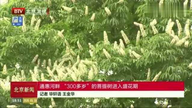 北京通惠河畔 “300多岁”的菩提树进入盛花期