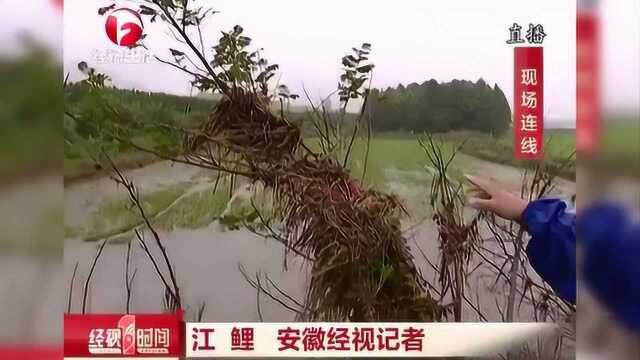 遭遇强降雨 东至县洋湖镇镇区积水严重 来现场一探究竟