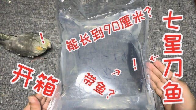 网购开箱“七星刀鱼”1条,看着像带鱼,听说可以长到90厘米?