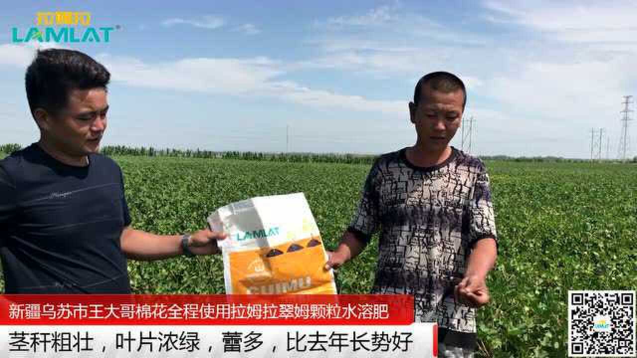 颗粒水溶肥新疆乌苏棉花使用翠姆颗粒水溶肥蕾多长势好