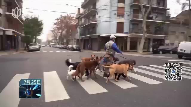 带犬外出 “职业遛狗人”复工